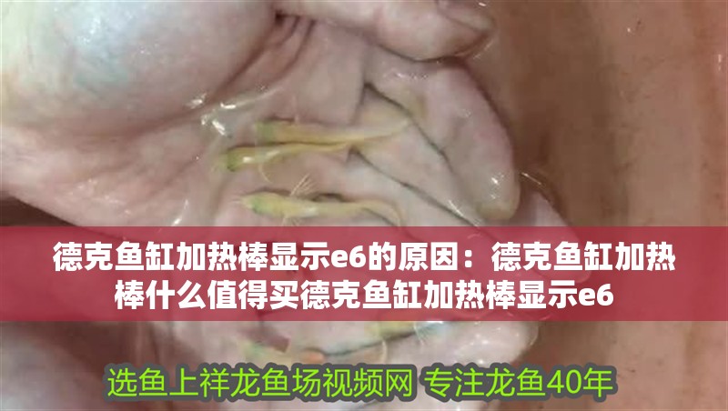 德克魚缸加熱棒顯示e6的原因：德克魚缸加熱棒什么值得買德克魚缸加熱棒顯示e6