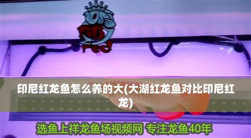 印尼紅龍魚怎么養(yǎng)的大(大湖紅龍魚對(duì)比印尼紅龍)