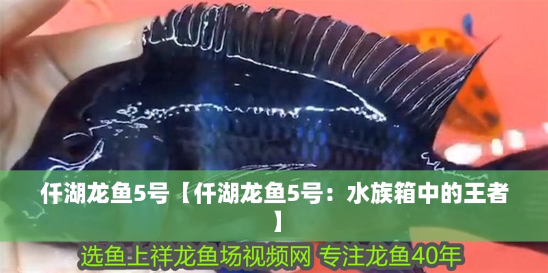 仟湖龍魚5號【仟湖龍魚5號：水族箱中的王者】