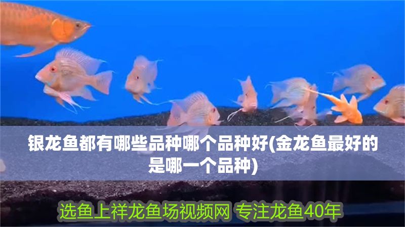 銀龍魚都有哪些品種哪個品種好(金龍魚最好的是哪一個品種)