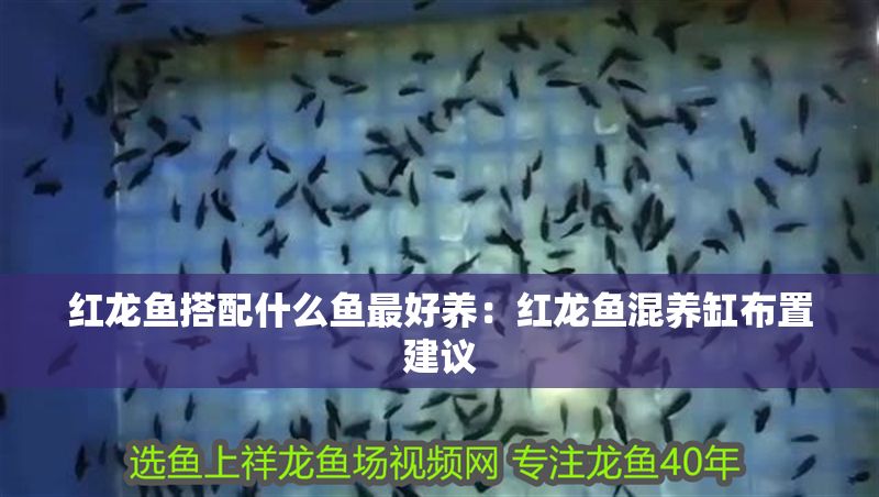 紅龍魚搭配什么魚最好養：紅龍魚混養缸布置建議