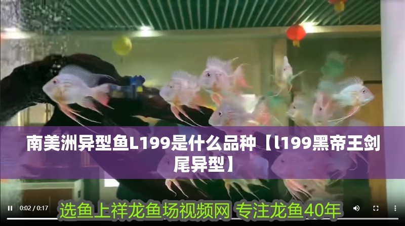 南美洲異型魚L199是什么品種【l199黑帝王劍尾異型】