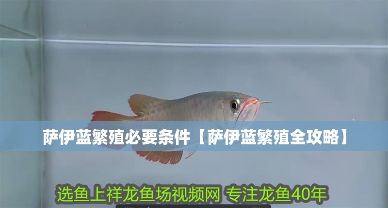 薩伊藍(lán)繁殖必要條件【薩伊藍(lán)繁殖全攻略】