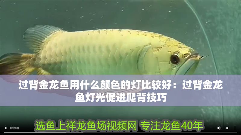 過背金龍魚用什么顏色的燈比較好：過背金龍魚燈光促進爬背技巧 過背金龍魚用什么顏色的燈比較好：過背金龍魚燈光促進爬背技巧 金龍魚百科 第1張