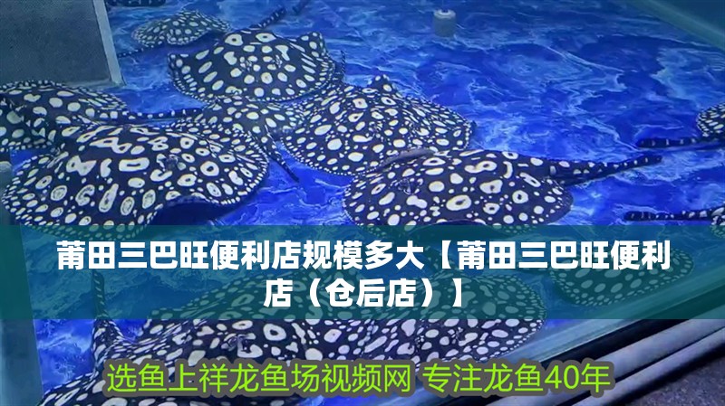 莆田三巴旺便利店規模多大【莆田三巴旺便利店（倉后店）】