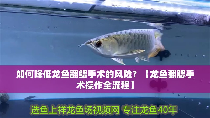 如何降低龍魚翻鰓手術的風險？【龍魚翻腮手術操作全流程】