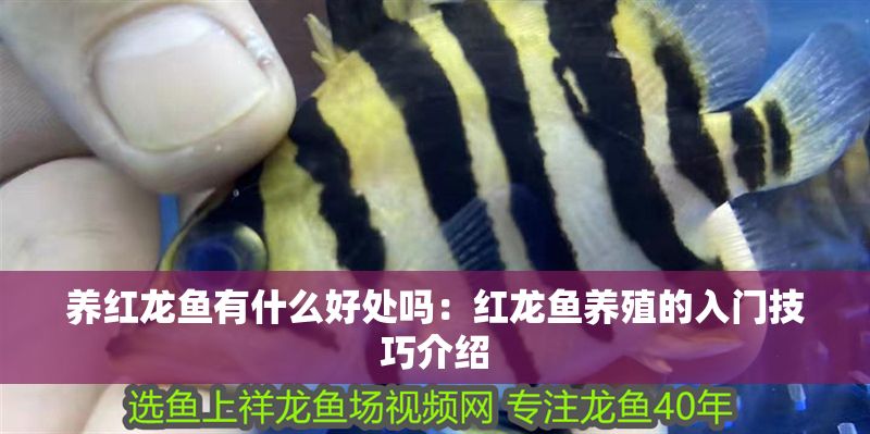 養紅龍魚有什么好處嗎：紅龍魚養殖的入門技巧介紹 養紅龍魚有什么好處嗎：紅龍魚養殖的入門技巧介紹 紅龍魚百科 第1張