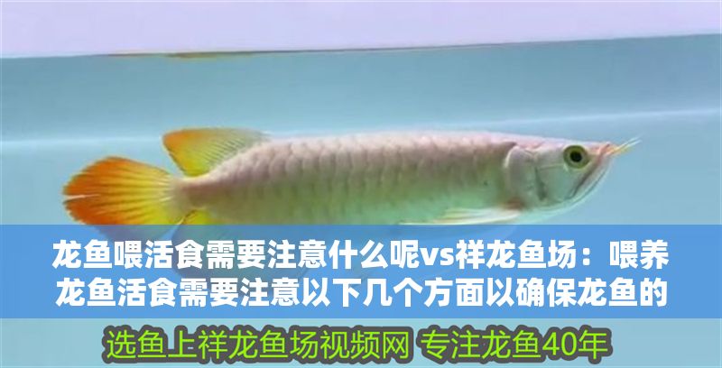 龍魚喂活食需要注意什么呢vs祥龍魚場：喂養龍魚活食需要注意以下幾個方面以確保龍魚的健康和安全