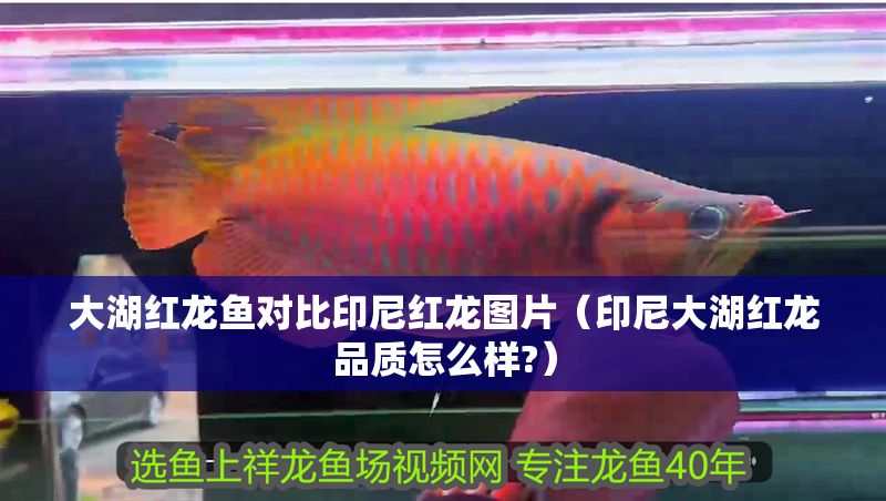大湖紅龍魚對比印尼紅龍圖片（印尼大湖紅龍品質怎么樣?）