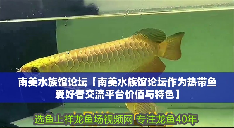 南美水族館論壇【南美水族館論壇作為熱帶魚愛好者交流平臺價值與特色】