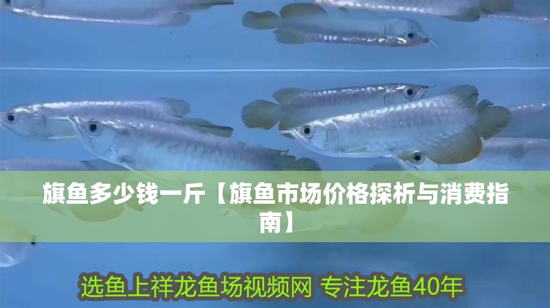 旗魚多少錢一斤【旗魚市場價(jià)格探析與消費(fèi)指南】
