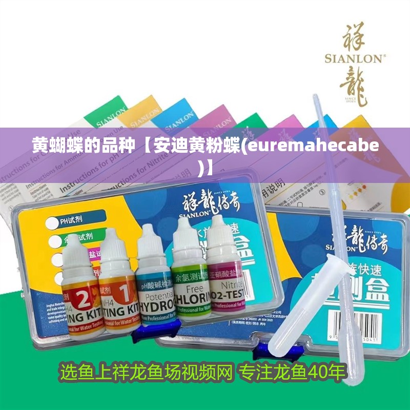 黃蝴蝶的品種【安迪黃粉蝶(euremahecabe)】