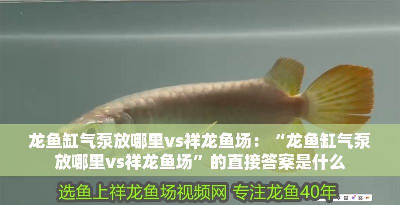 龍魚缸氣泵放哪里vs祥龍魚場：“龍魚缸氣泵放哪里vs祥龍魚場”的直接答案是什么