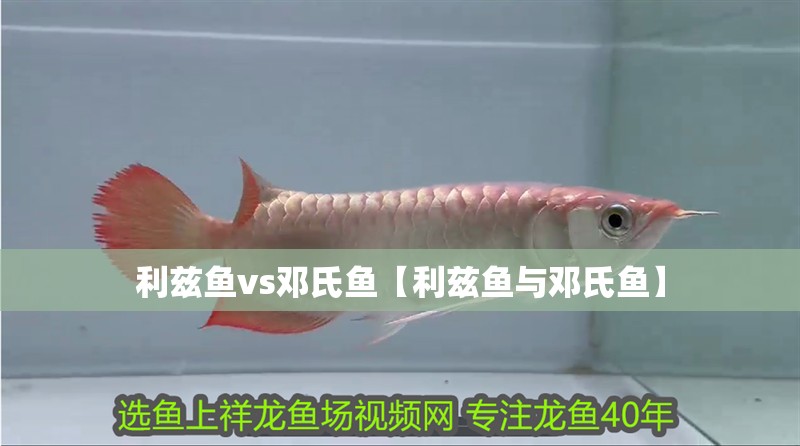 利茲魚vs鄧氏魚【利茲魚與鄧氏魚】