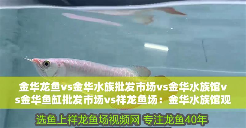 金華龍魚vs金華水族批發(fā)市場vs金華水族館vs金華魚缸批發(fā)市場vs祥龍魚場：金華水族館觀賞魚推薦