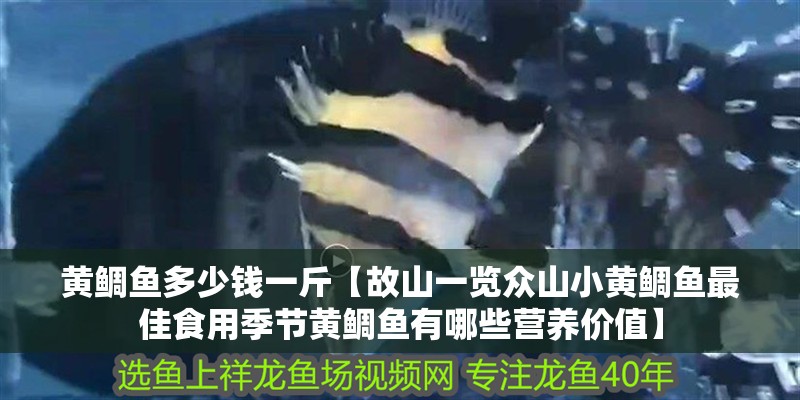 黃鯛魚多少錢一斤【故山一覽眾山小黃鯛魚最佳食用季節黃鯛魚有哪些營養價值】