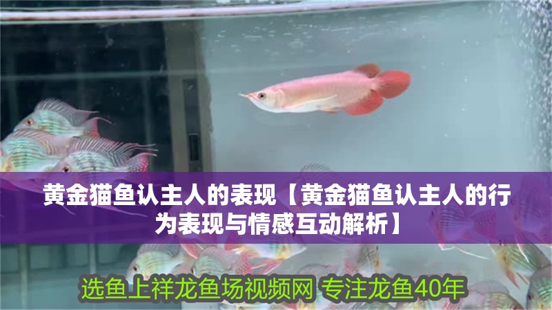 黃金貓魚認主人的表現【黃金貓魚認主人的行為表現與情感互動解析】