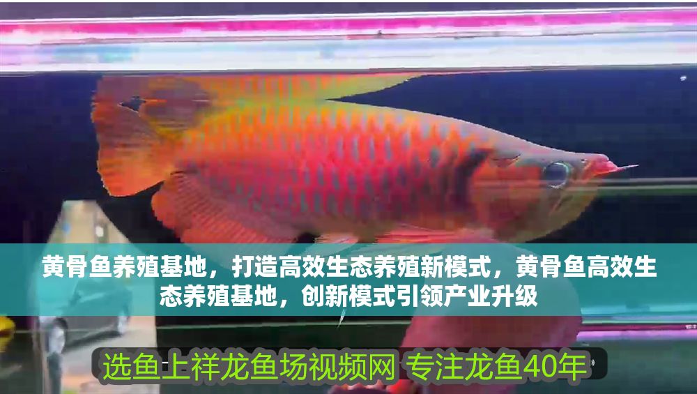 黃骨魚養殖基地，打造高效生態養殖新模式，黃骨魚高效生態養殖基地，創新模式引領產業升級