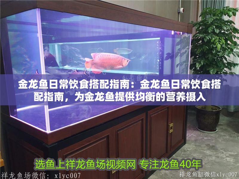 金龍魚日常飲食搭配指南：金龍魚日常飲食搭配指南，為金龍魚提供均衡的營養攝入