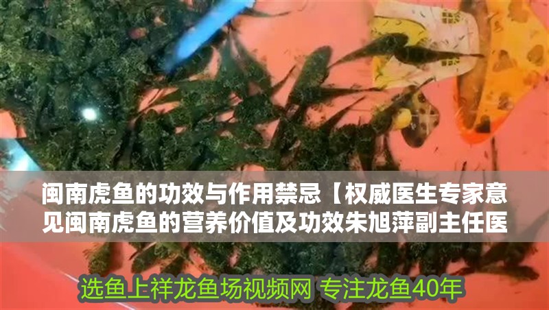 閩南虎魚的功效與作用禁忌【權威醫生專家意見閩南虎魚的營養價值及功效朱旭萍副主任醫師三甲】