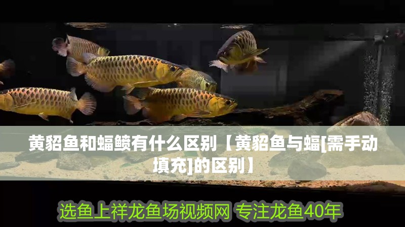 黃貂魚和蝠鲼有什么區別【黃貂魚與蝠[需手動填充]的區別】