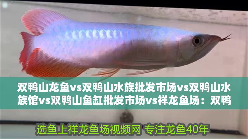 雙鴨山龍魚(yú)vs雙鴨山水族批發(fā)市場(chǎng)vs雙鴨山水族館vs雙鴨山魚(yú)缸批發(fā)市場(chǎng)vs祥龍魚(yú)場(chǎng)：雙鴨山市主要的觀賞魚(yú)批發(fā)市場(chǎng)