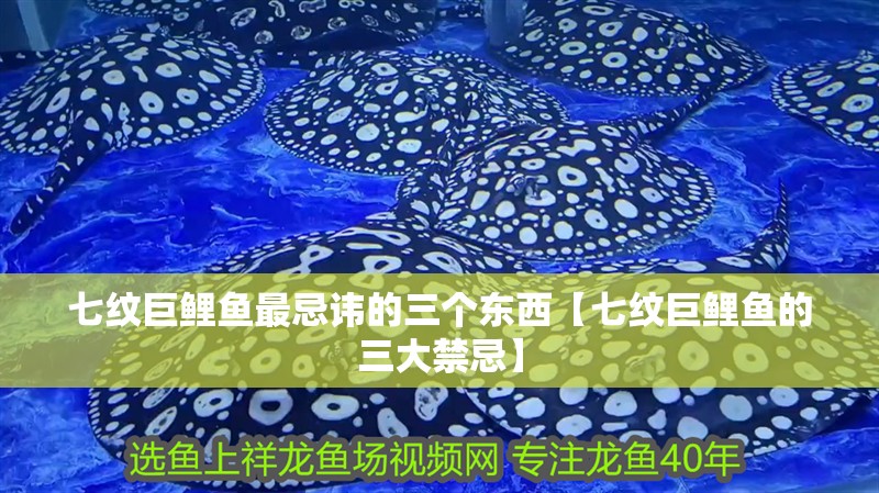 七紋巨鯉魚(yú)最忌諱的三個(gè)東西【七紋巨鯉魚(yú)的三大禁忌】