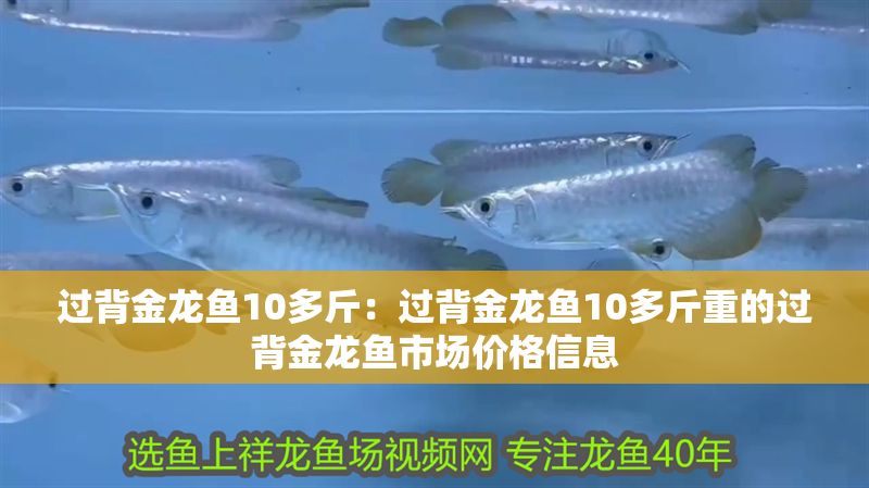 過背金龍魚10多斤：過背金龍魚10多斤重的過背金龍魚市場價格信息