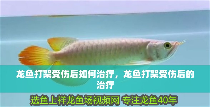 龍魚打架受傷后如何治療，龍魚打架受傷后的治療 龍魚打架受傷后如何治療，龍魚打架受傷后的治療 龍魚百科