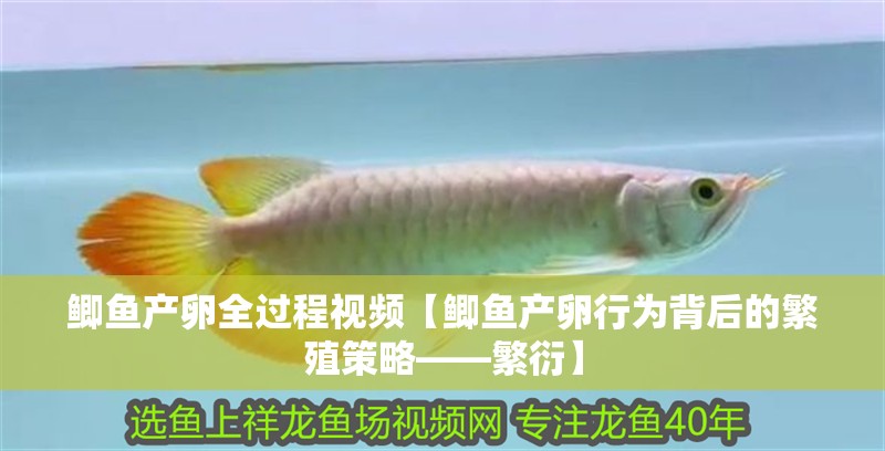 鯽魚產卵全過程視頻【鯽魚產卵行為背后的繁殖策略——繁衍】 鯽魚產卵全過程視頻【鯽魚產卵行為背后的繁殖策略——繁衍】 龍魚論壇