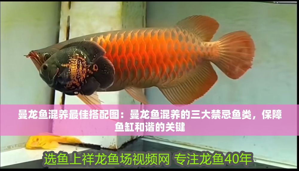 曼龍魚混養最佳搭配圖：曼龍魚混養的三大禁忌魚類，保障魚缸和諧的關鍵