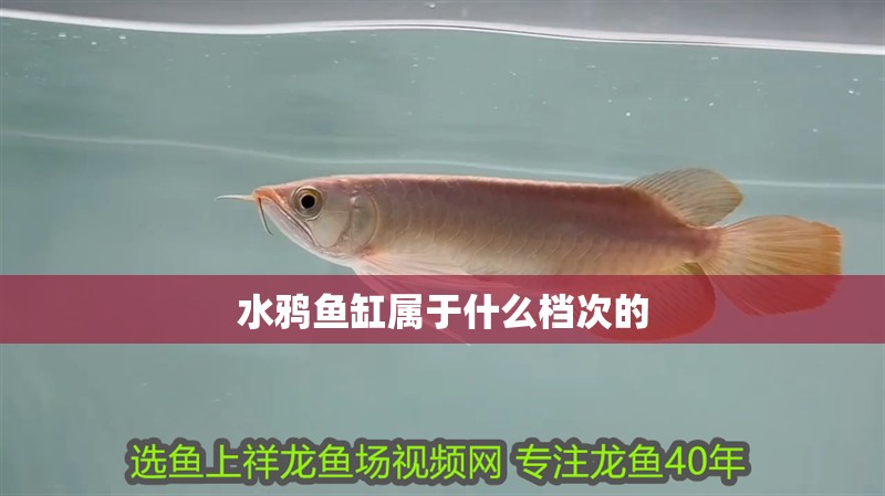 水鴉魚缸屬于什么檔次的