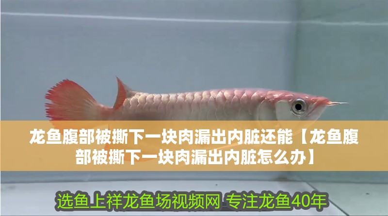 龍魚腹部被撕下一塊肉漏出內(nèi)臟還能【龍魚腹部被撕下一塊肉漏出內(nèi)臟怎么辦】