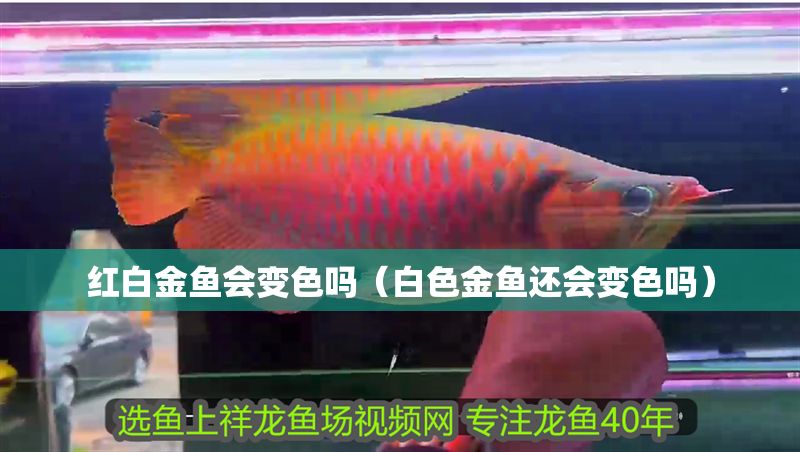 紅白金魚會(huì)變色嗎（白色金魚還會(huì)變色嗎）