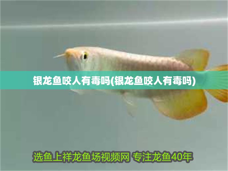 銀龍魚咬人有毒嗎(銀龍魚咬人有毒嗎)