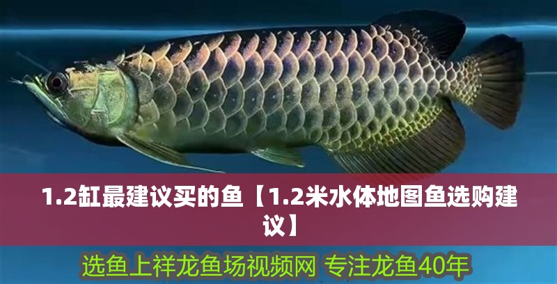 1.2缸最建議買的魚【1.2米水體地圖魚選購建議】