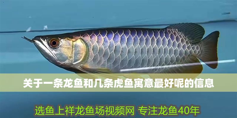 關(guān)于一條龍魚和幾條虎魚寓意最好呢的信息