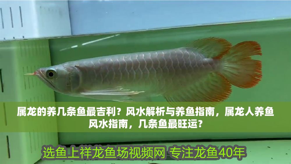 屬龍的養(yǎng)幾條魚(yú)最吉利？風(fēng)水解析與養(yǎng)魚(yú)指南，屬龍人養(yǎng)魚(yú)風(fēng)水指南，幾條魚(yú)最旺運(yùn)？