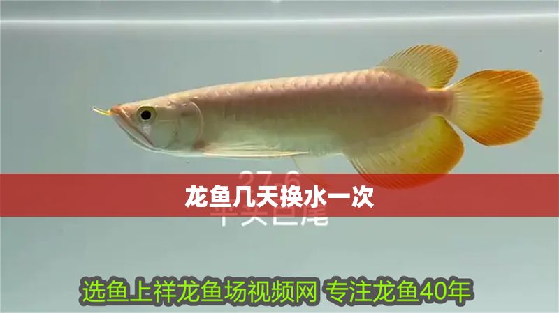 龍魚幾天換水一次