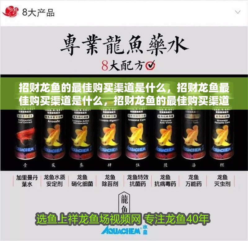 詳細閱讀:招財龍魚的最佳購買渠道是什么,招財龍魚最佳購買渠道是什么,招財龍魚的最佳購買渠道是什么 招財龍魚的最佳購買渠道是什么,招財龍魚最佳購買渠道是什么,招財龍魚的最佳購買渠道是什么