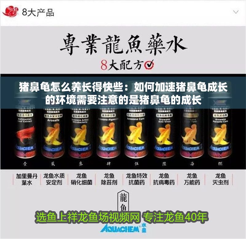 豬鼻龜怎么養長得快些：如何加速豬鼻龜成長的環境需要注意的是豬鼻龜的成長 豬鼻龜怎么養長得快些：如何加速豬鼻龜成長的環境需要注意的是豬鼻龜的成長 豬鼻龜百科 第1張
