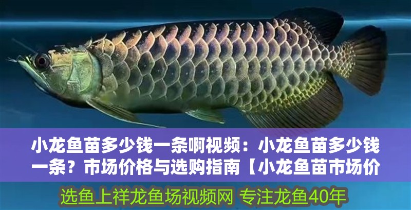 小龍魚苗多少錢一條啊視頻：小龍魚苗多少錢一條？市場價(jià)格與選購指南【小龍魚苗市場價(jià)格】