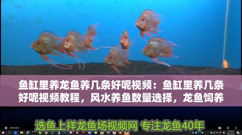 魚缸里養龍魚養幾條好呢視頻：魚缸里養幾條好呢視頻教程，風水養魚數量選擇，龍魚飼養常見問題