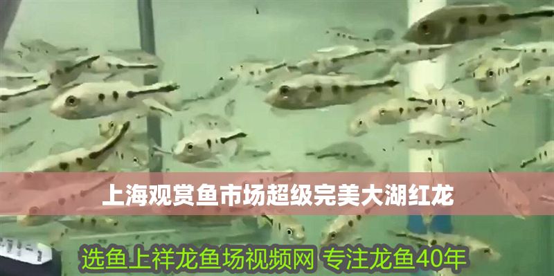 上海觀賞魚市場超級完美大湖紅龍