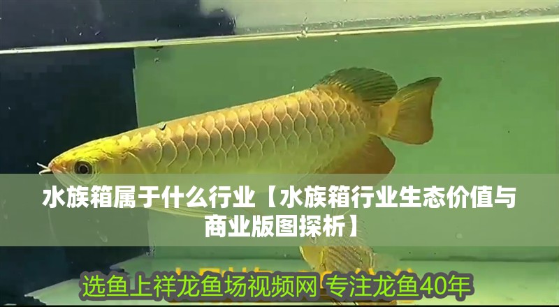 水族箱屬于什么行業(yè)【水族箱行業(yè)生態(tài)價值與商業(yè)版圖探析】