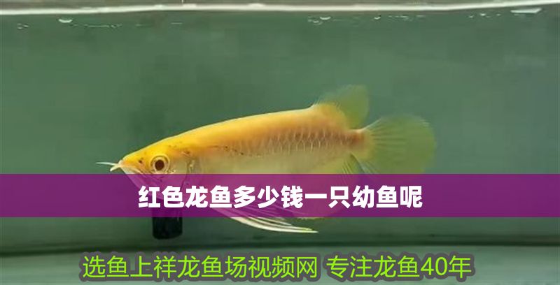 紅色龍魚(yú)多少錢(qián)一只幼魚(yú)呢