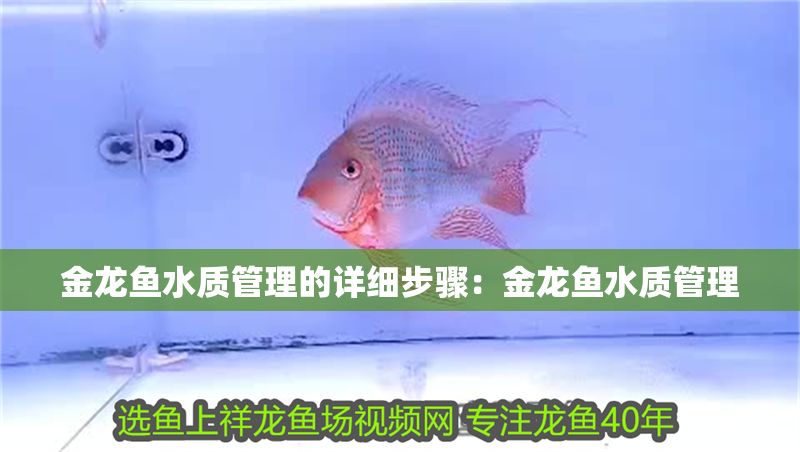 金龍魚水質管理的詳細步驟：金龍魚水質管理