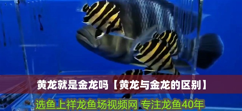 黃龍就是金龍嗎【黃龍與金龍的區別】