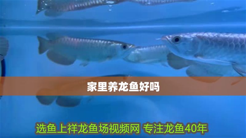 家里養(yǎng)龍魚好嗎
