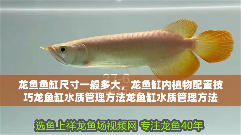 龍魚魚缸尺寸一般多大，龍魚缸內植物配置技巧龍魚缸水質管理方法龍魚缸水質管理方法